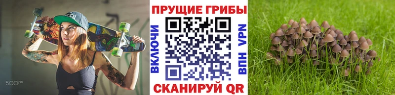 Галлюциногенные грибы Psilocybine cubensis  Купить закладки  Балашиха 